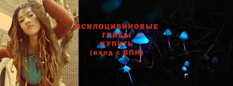 Галлюциногенные грибы Psilocybine cubensis  наркотики  Заозёрск 